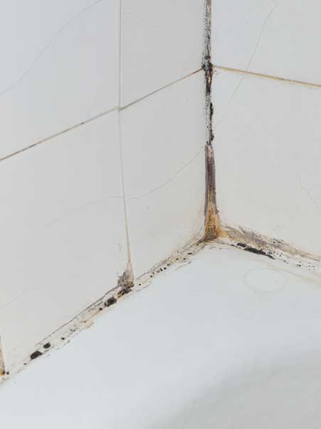 Need Mold Removal in Fairfax